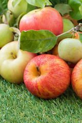 fresh garden apples on green grass, vertical, close-up