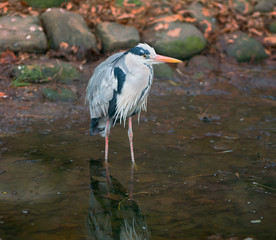 Grey Heron