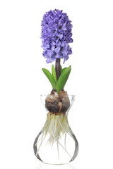 Hyacinthus orientalis
