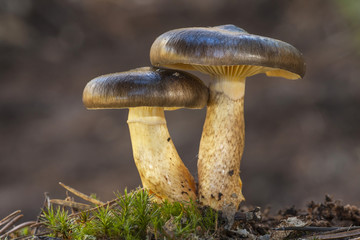 Hygrophorus hypothejus growing in the forest floor
