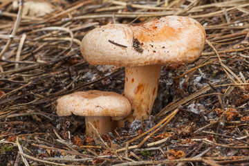 Lactarius deliciosus growing in the soil of a pine forest