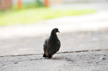 Pigeon