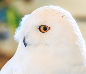 Snowy Owl or Bubo scandiacus