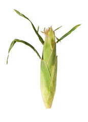 corn on a white background