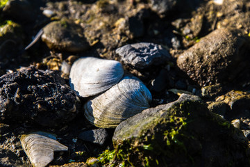 rocky shore front with seashells and seaweed