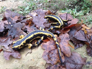 les salamandres