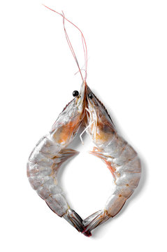 Close up banana prawn or shrimp isolated on white