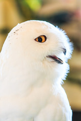 Snowy Owl or Bubo scandiacus