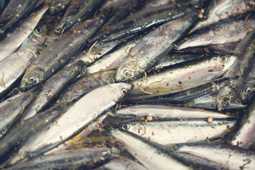 Raw Smelts