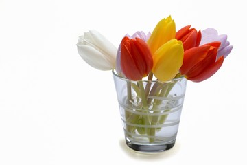 tulipani nel bicchiere-Glass of tulips