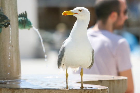 Seagull standing on fountain