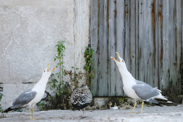 Three seagulls on concrete