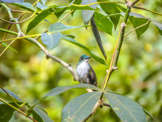 Green-crowned Brilliant hummingbird perching on branch