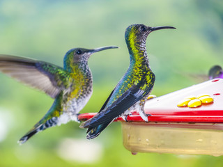 hummingbirds in Brazil