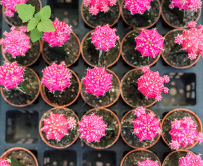 pink cactus plant in line