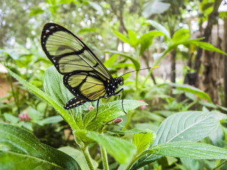 Obraz premium butterfly in the jungle of equador