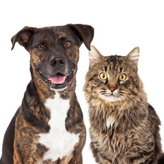 Cat and Dog Closeup