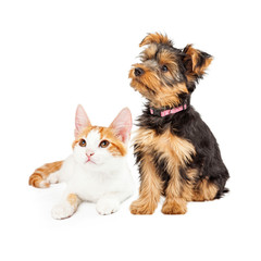Cute Puppy and Kitten Sitting to Side