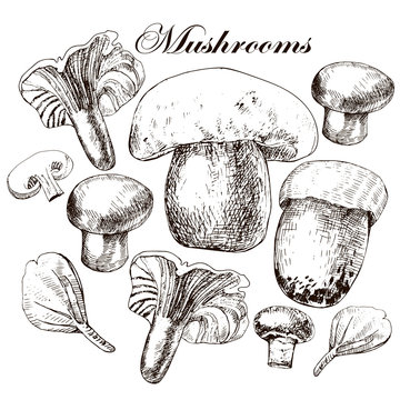 Vector set of hand drawn edible mushrooms