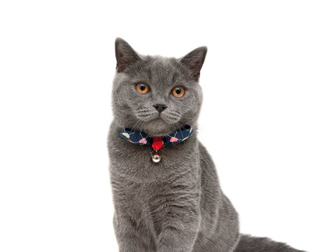 gray cat wearing a collar with bow and jingle isolated on a whit