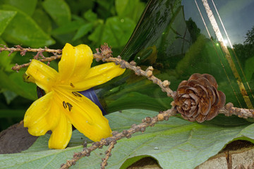 желтая лилия