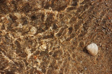 piccola conchiglia sul bagnasciuga della spiaggia 1