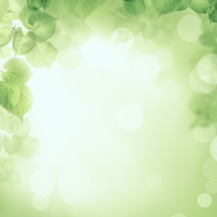 Abstract greenery foliage morning sunlight background