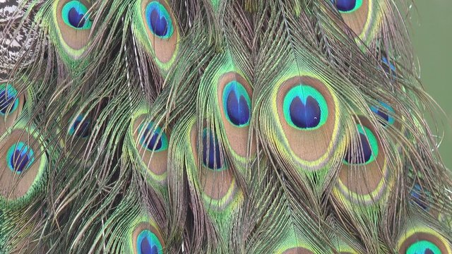 Federn vom blauen Pfau