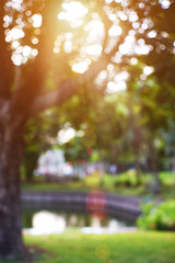 Bokeh leaf with sunlight