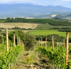 Fototapeta na wymiar Montalcino (Tuscany, Italy)