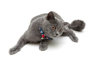cat wearing a collar with bow and jingle isolated on a white bac