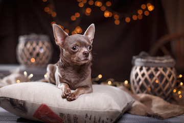 Chihuahua dog