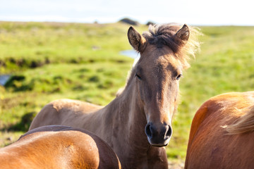 Fototapeta premium Horses in a green field of Iceland