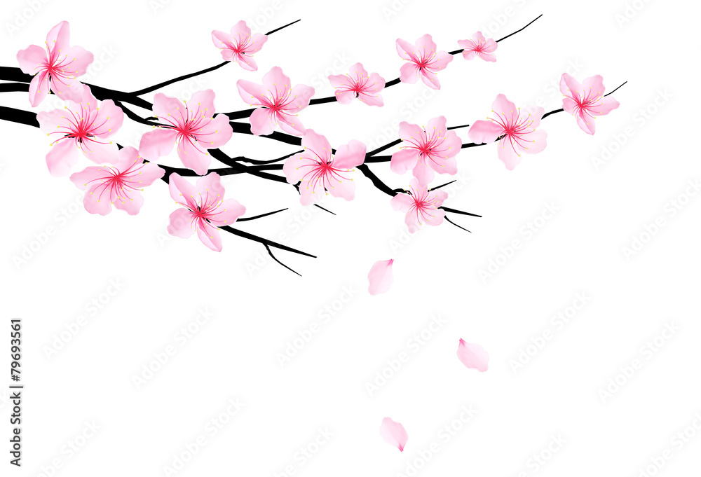 Aufkleber Spring background with blossom branch of sakura. Vector