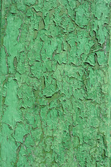 Green old shabby wood wall. The Green texture of the old shabby wood wall.