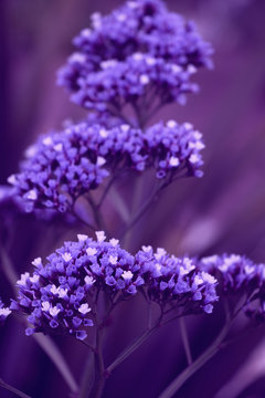 A few purple flowers
