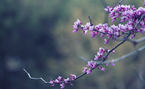 The branch of Cercis with pink flowers