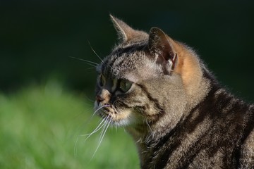 Britisch Kurzhaar Portrait