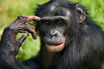 Portrait of a Bonobo. Close-up. Rare picture. - obrazy, fototapety, plakaty