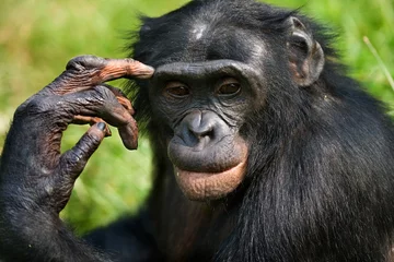 Foto op Plexiglas Portrait of a Bonobo. Close-up. Rare picture. © gudkovandrey