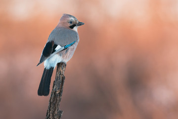 Eurasian jay
