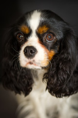 cavalier spaniel