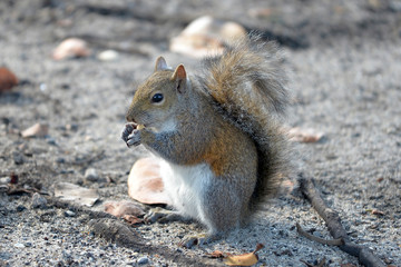 Grauhörnchen / Eichhörnchen