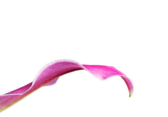 Petal of pink lily