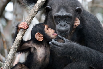 Female chimpanzee with a baby. Funny frame. Republic of the Congo. Africa. Conkouati-Douli Reserve - obrazy, fototapety, plakaty