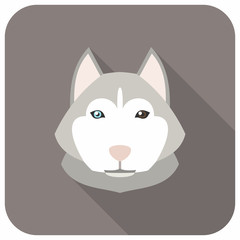 Animal Portrait. Siberian Husky