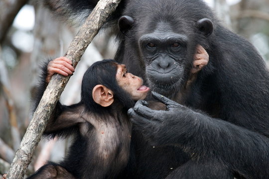 Female chimpanzee with a baby. Funny frame. Republic of the Congo. Africa. Conkouati-Douli Reserve