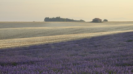 lavender and wheat fields in Provence