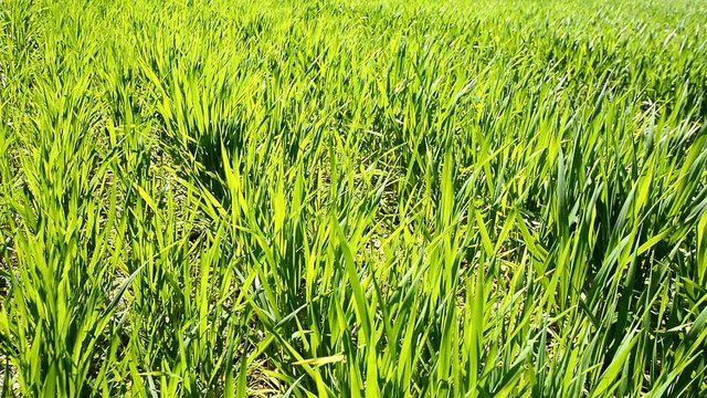 Green wheat field growing under the sun