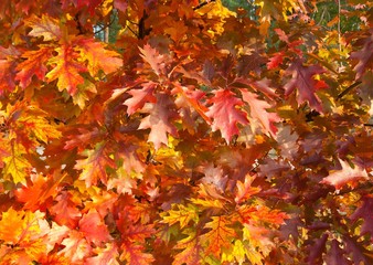Fototapeta na wymiar Autumn red oak leaves